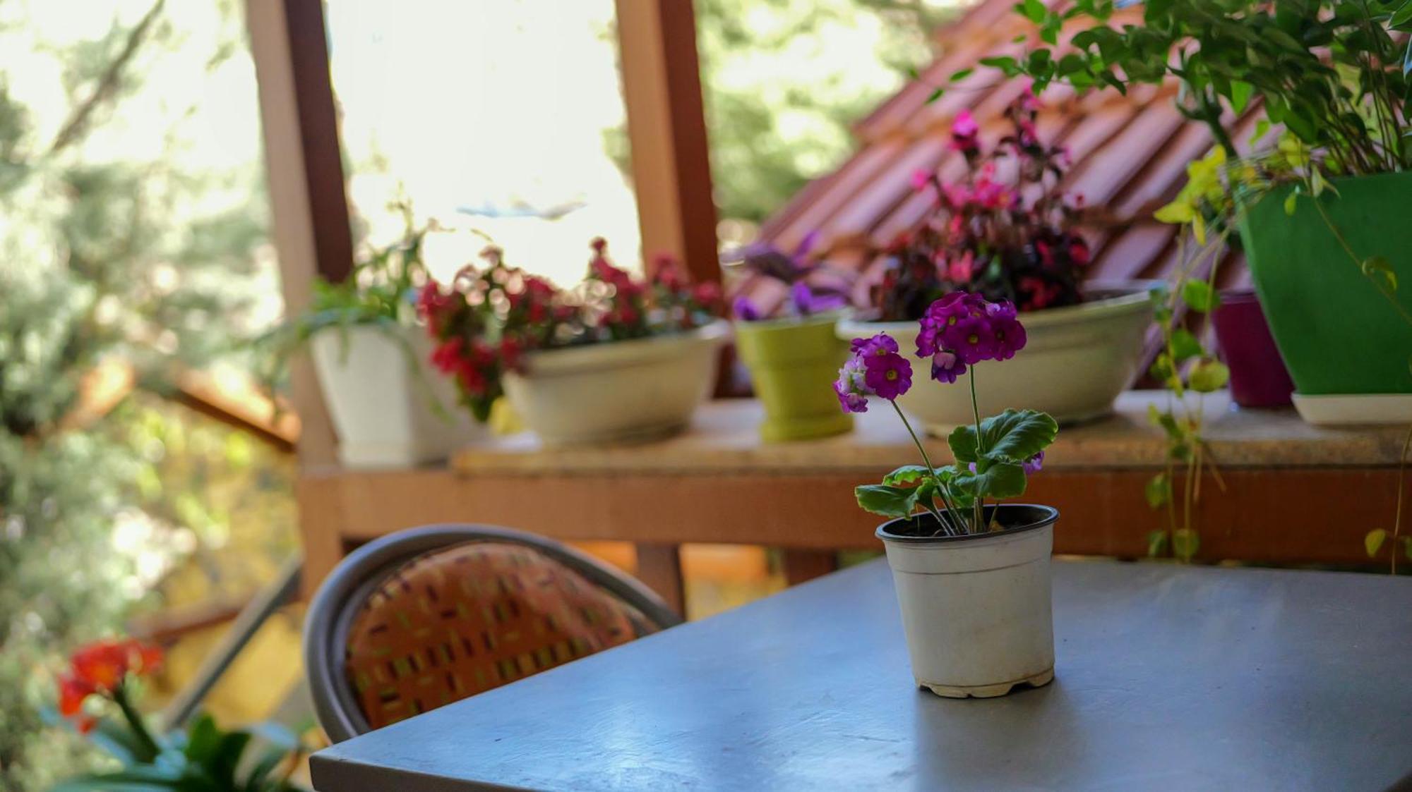Shkodra Guest House & Trips מראה חיצוני תמונה